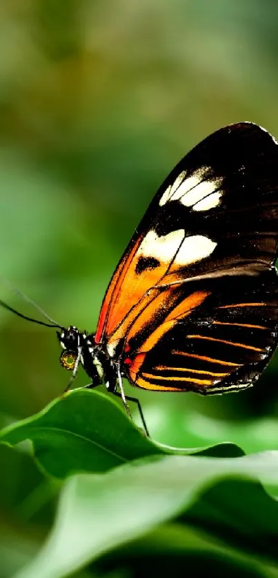 A vibrant butterfly resting on lush green leaves, captured in a mobile wallpaper.