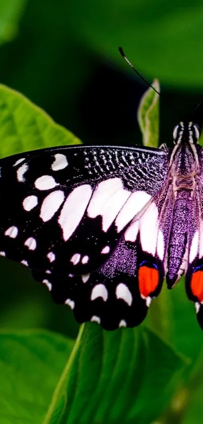 Vibrant butterfly resting on green leaves.