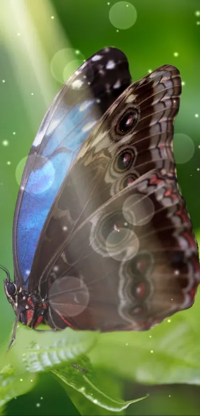 Blue and brown butterfly on a green leaf with sparkling background.