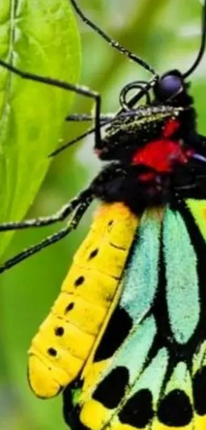 Close-up of a colorful butterfly on green leaves.