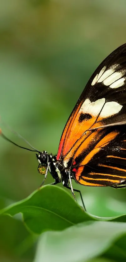 Colorful butterfly resting on green leaves in nature.