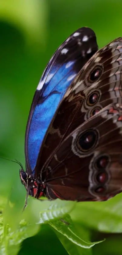 A colorful butterfly with blue wings resting on green leaves.