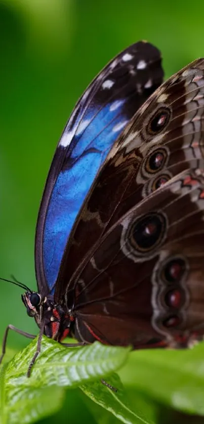 Vibrant butterfly with blue wings on a green leaf.