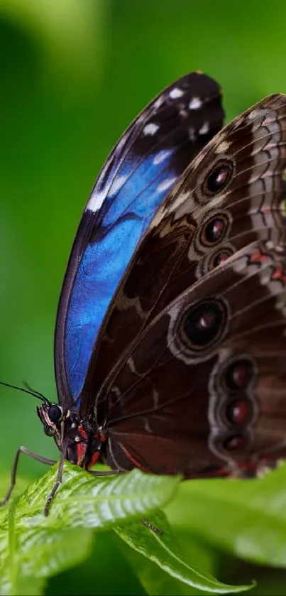 Close-up of a vibrant butterfly perched on a green leaf.