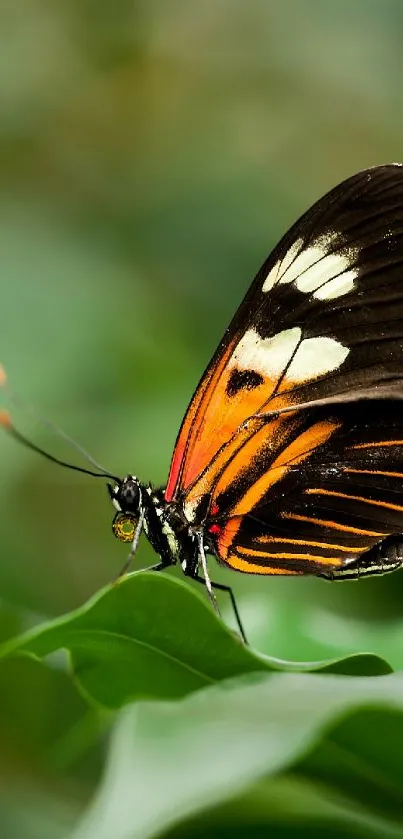 Vibrant butterfly resting on lush green leaf.