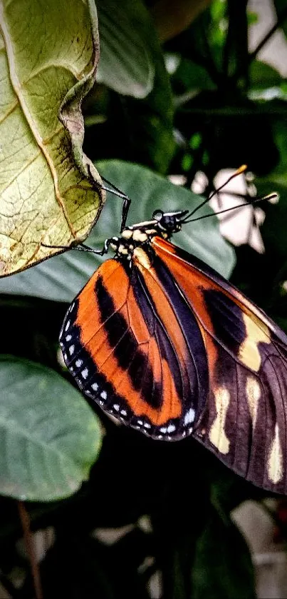 A vibrant butterfly resting on a lush green leaf.