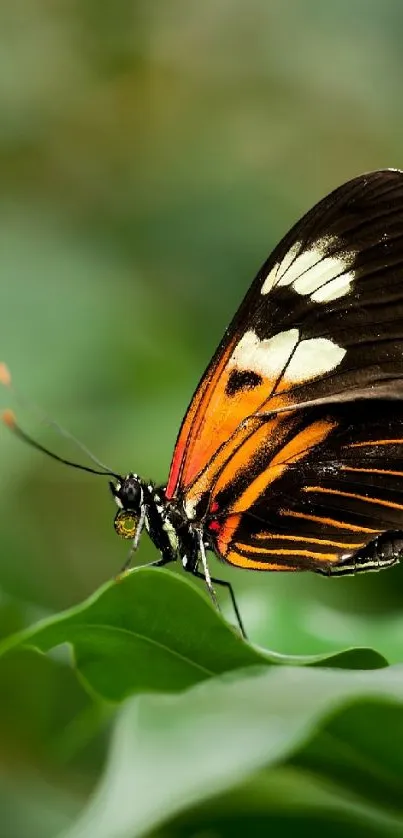 Vibrant butterfly with colorful wings resting on a green leaf.