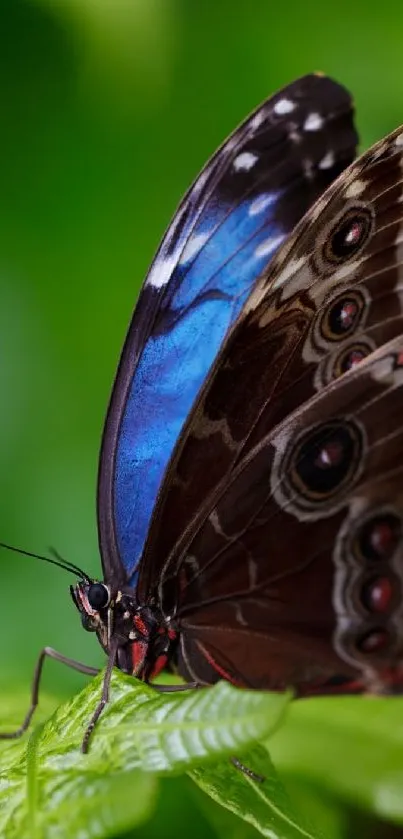 Close-up of a blue butterfly resting on a green leaf.