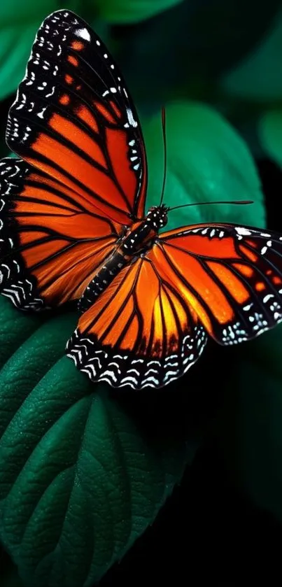 Vibrant orange and black butterfly on a green leaf.