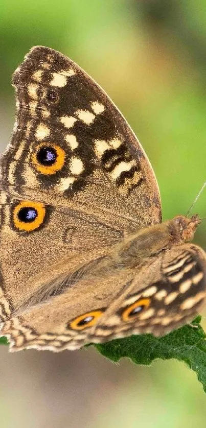 Close-up of a butterfly with patterned wings perched on a green leaf.