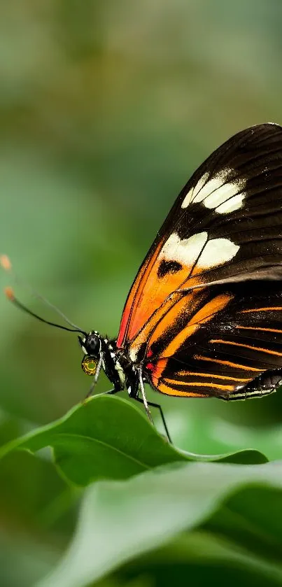 Vibrant butterfly resting on lush green leaves.