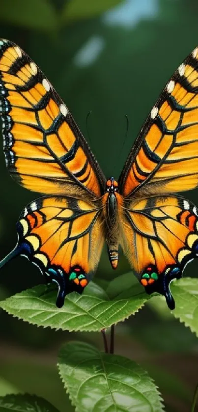 Colorful butterfly perched on green leaves.