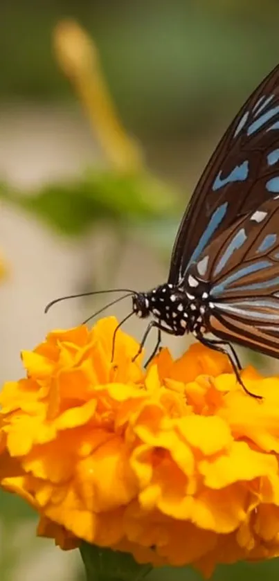 A butterfly perched on a vivid yellow marigold flower.