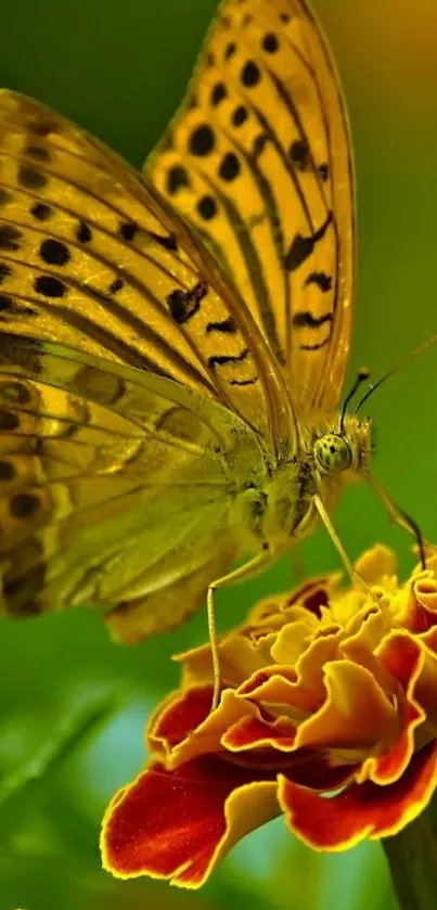 Yellow butterfly perched on a vibrant marigold flower.