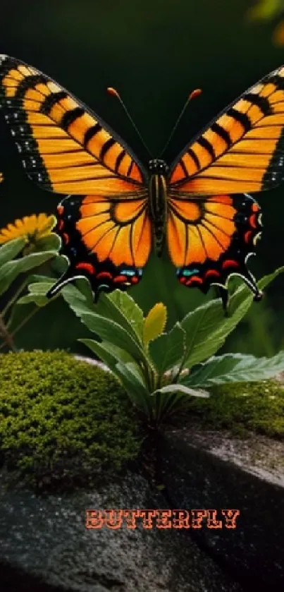 Vibrant butterfly resting on lush green moss on a rock.