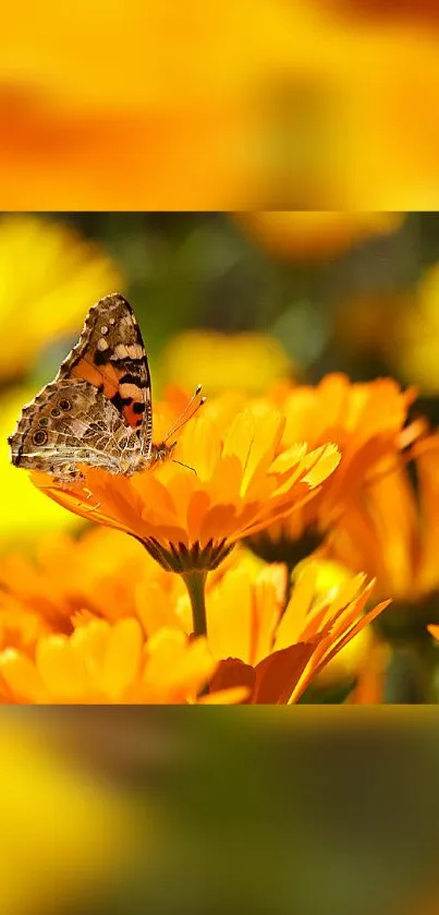 Butterfly resting on a vibrant orange flower.