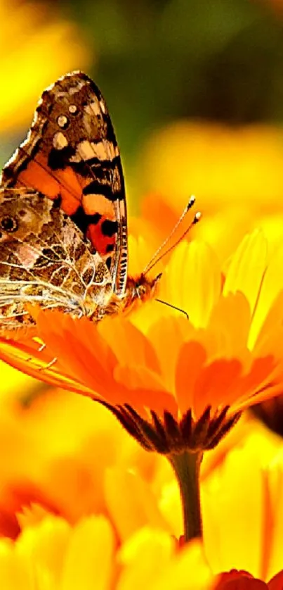 Butterfly on vibrant orange marigolds in nature.