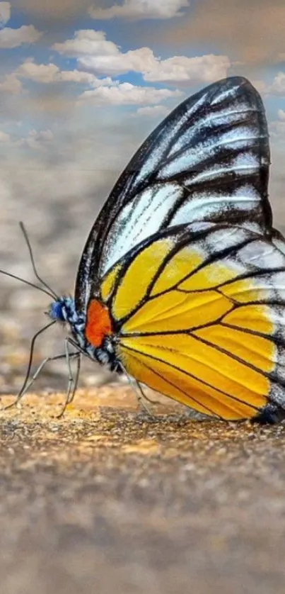 Colorful butterfly on sunlit pavement with a blue sky.