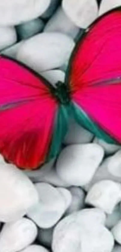 Pink butterfly on white pebbles wallpaper, vibrant and serene.