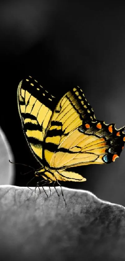 Yellow butterfly on a monochrome petal with purple backdrop.