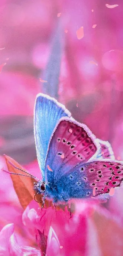 Blue butterfly on vivid pink flowers wallpaper.