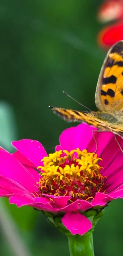 Colorful butterfly on a vibrant pink flower in nature.