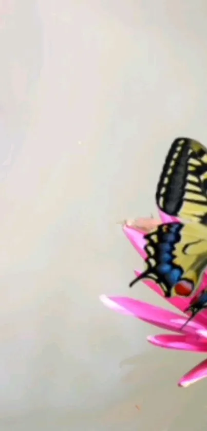 Vibrant butterfly on a pink flower against a soft background.