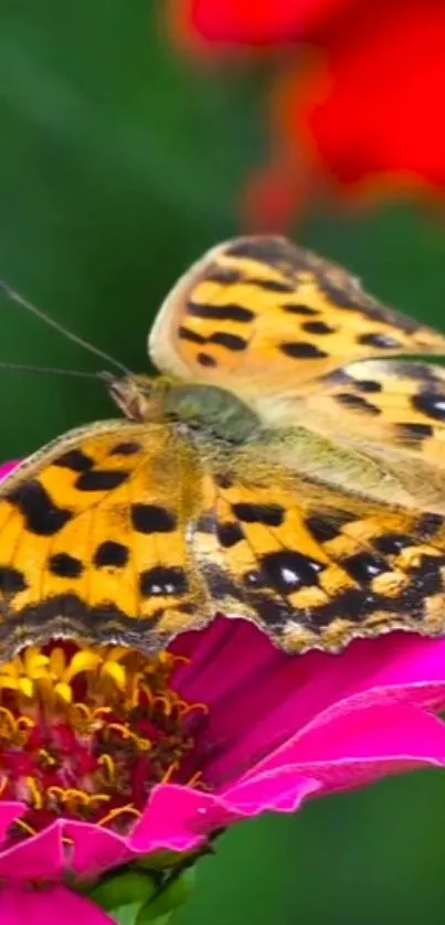 Butterfly on a vibrant pink flower with a blurred green background.