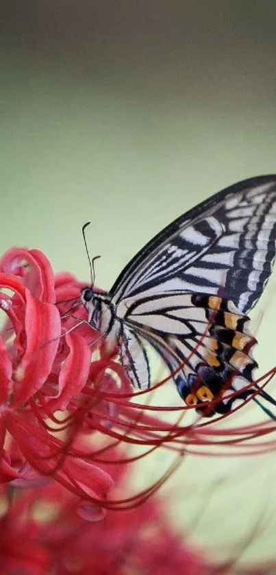 Butterfly resting on red flowers mobile wallpaper.