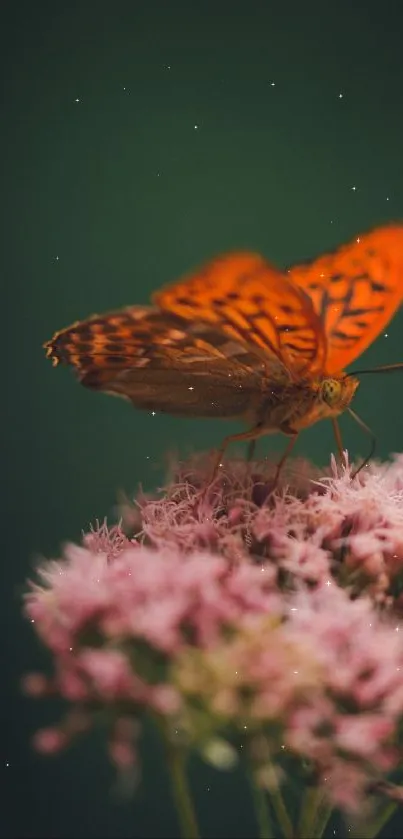 Vibrant orange butterfly on pink flowers, green background.