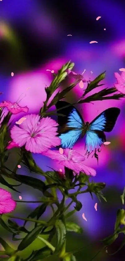 Bright blue butterfly on pink flowers against a purple backdrop.