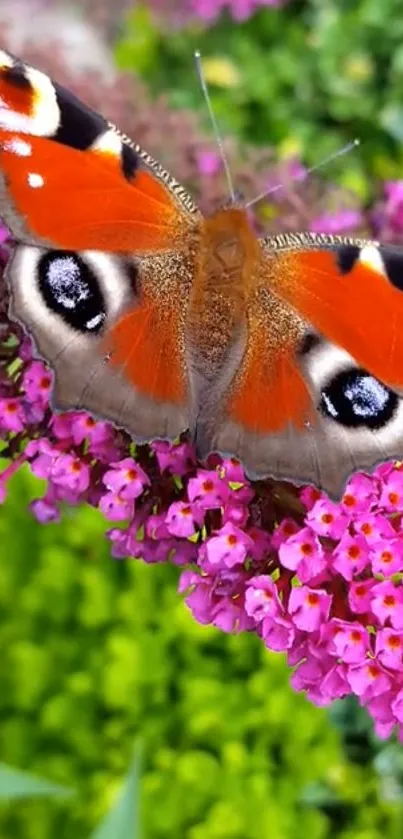 Orange butterfly on vivid pink flowers in a garden setting.