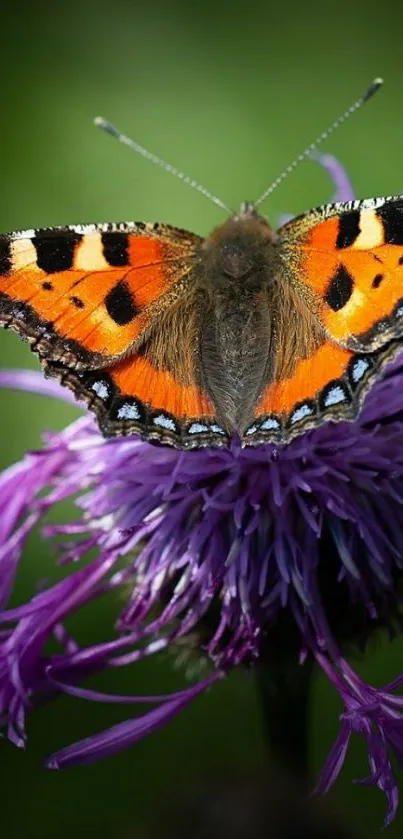 Vibrant butterfly on purple wildflower with vivid colors.