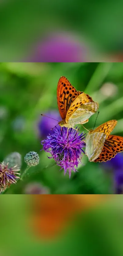 Two butterflies on a purple flower with green background.