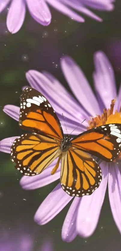 Orange and black butterfly on purple flowers with soft background blur.