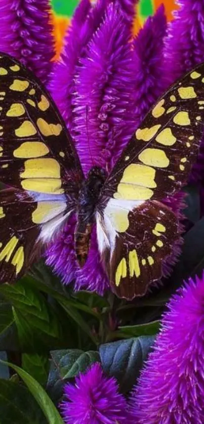 Butterfly on vibrant purple flowers, colorful display.