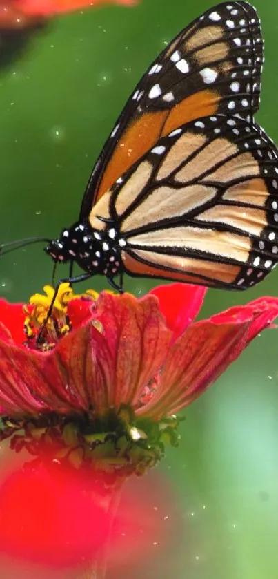 Monarch butterfly on vivid red flowers with a lush green background.