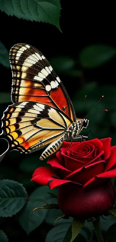 Colorful butterfly resting on a red rose with green leaf background.