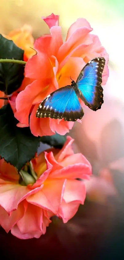 Blue butterfly perched on vibrant orange roses with green leaves.