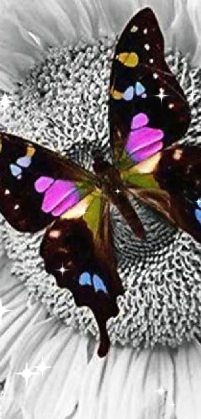 Colorful butterfly on monochrome sunflower wallpaper.