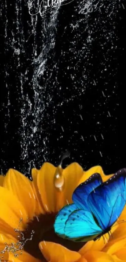 Blue butterfly resting on a bright sunflower with water splashes.