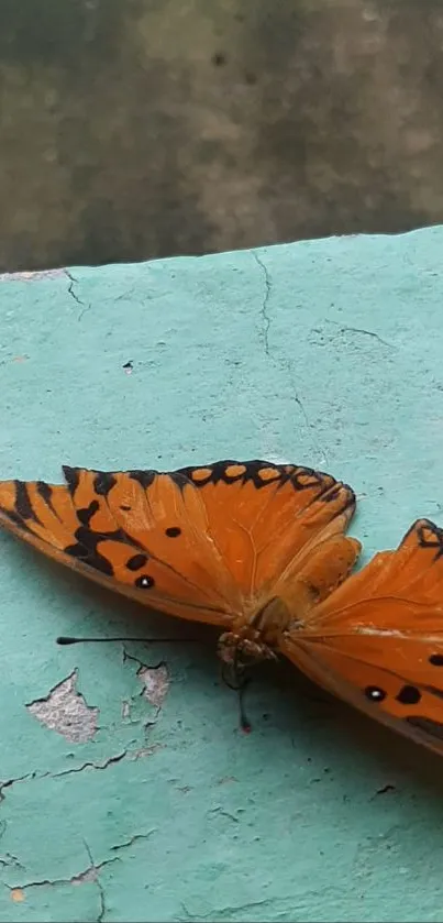 Orange butterfly with black patterns on a teal textured background.