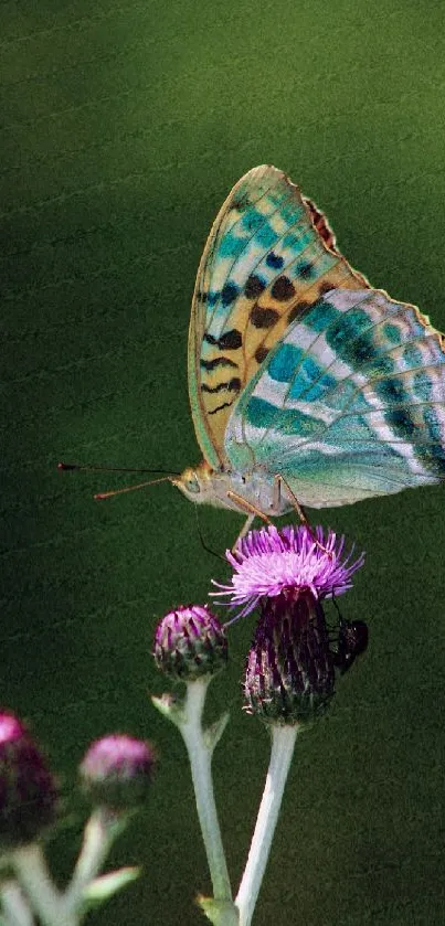 A vibrant butterfly rests on a purple thistle against a green backdrop.