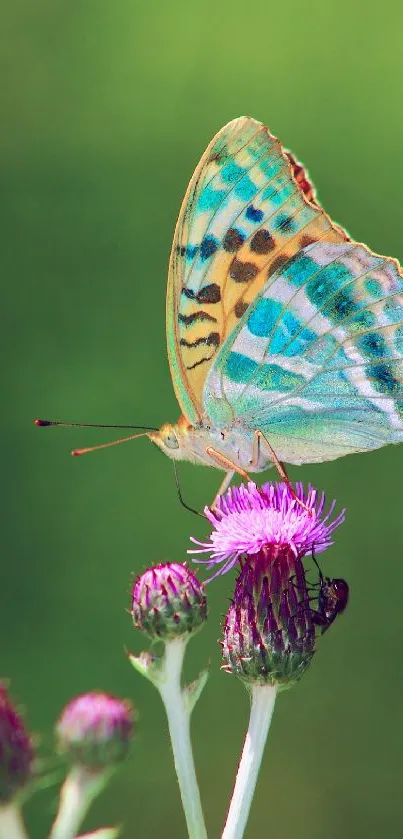 A vibrant butterfly perched on thistle flowers against a serene green backdrop.