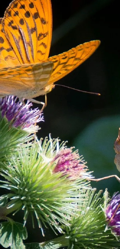 Vibrant orange butterfly on purple thistles wallpaper.