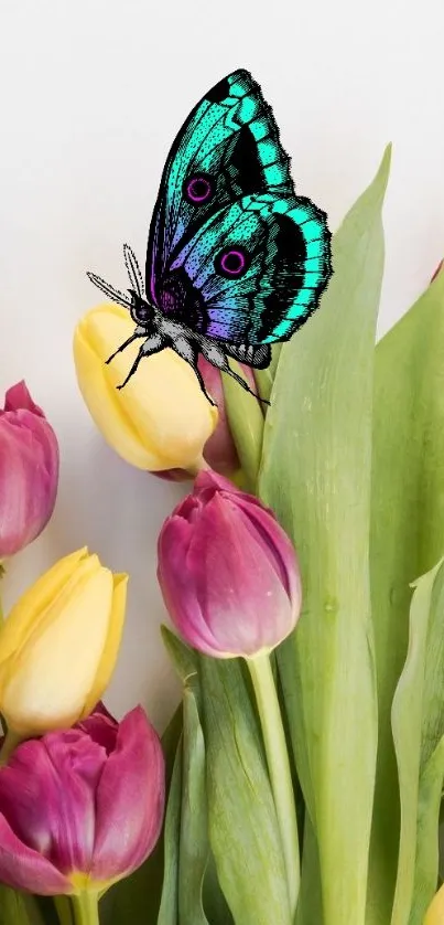 Teal butterfly on yellow and pink tulips wallpaper.