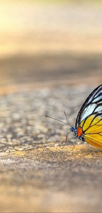 Butterfly resting on a textured ground.