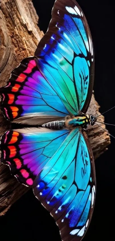 Vibrant butterfly with blue and pink wings resting on wooden surface.