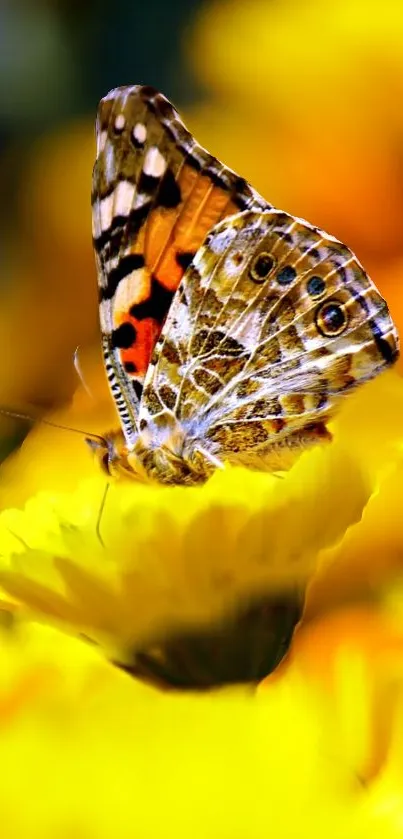 Butterfly perched on a bright yellow flower in detailed focus.