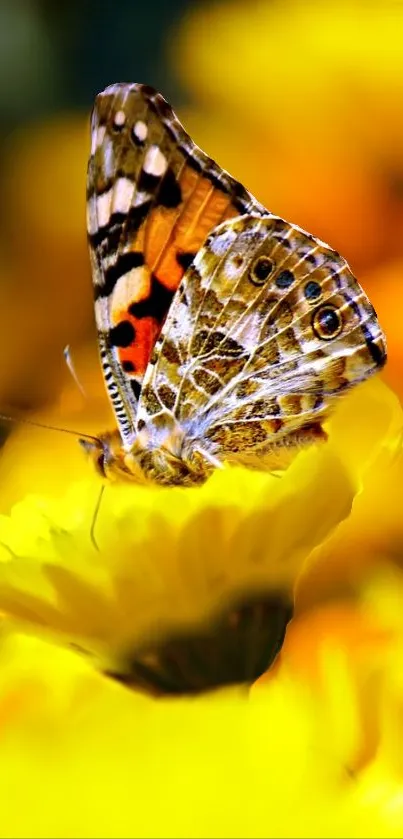 Vibrant butterfly perched on a yellow flower in a stunning natural wallpaper.